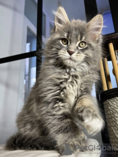 Foto №2 zu Ankündigung № 97757 zu verkaufen maine-coon-katze - einkaufen Deutschland quotient 	ankündigung