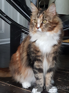 Foto №3. Maine-Coon-Kätzchen. USA