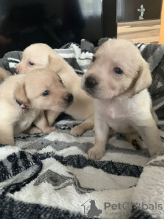 Foto №2 zu Ankündigung № 75772 zu verkaufen labrador retriever - einkaufen Litauen quotient 	ankündigung, züchter