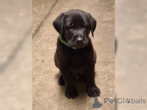 Foto №2 zu Ankündigung № 136938 zu verkaufen labrador retriever - einkaufen Deutschland 