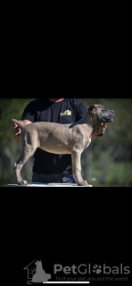 Zusätzliche Fotos: Cane Corso puppies