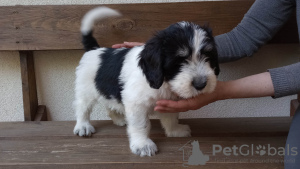 Zusätzliche Fotos: Welpe Polnischer Tiefland-Schäferhund Welpe - Polnischer Tiefland-Schäferhund