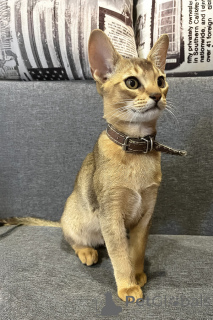 Foto №1. abessinierkatze - zum Verkauf in der Stadt Echuca | 3778€ | Ankündigung № 175247