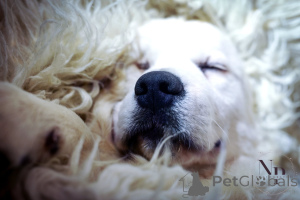 Foto №3. Welpen und junge Golden Retriever Hunde zum Verkauf. Bosnien und Herzegowina