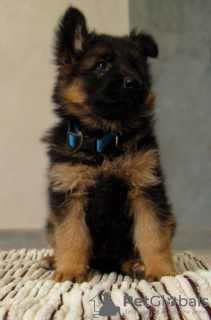 Foto №2 zu Ankündigung № 9145 zu verkaufen deutscher schäferhund - einkaufen Ukraine vom kindergarten