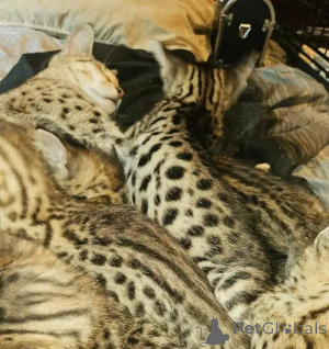 Foto №4. Ich werde verkaufen savannah-katze in der Stadt Quickborn. quotient 	ankündigung - preis - 580€