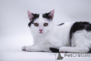 Foto №1.  - zum Verkauf in der Stadt Moskwa | Frei | Ankündigung № 155317