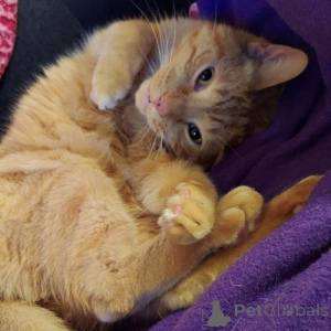 Foto №2 zu Ankündigung № 138770 zu verkaufen american shorthair - einkaufen Deutschland züchter