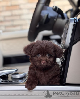 Foto №1. bolonka zwetna - zum Verkauf in der Stadt Boise | verhandelt | Ankündigung № 154269