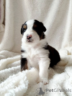Foto №2 zu Ankündigung № 157580 zu verkaufen australian shepherd - einkaufen Deutschland quotient 	ankündigung