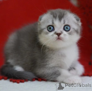 Foto №1. schottische faltohrkatze - zum Verkauf in der Stadt Neumünster | 350€ | Ankündigung № 177652