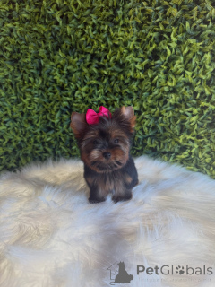 Foto №2 zu Ankündigung № 172845 zu verkaufen yorkshire terrier - einkaufen Tschechische Republik züchter