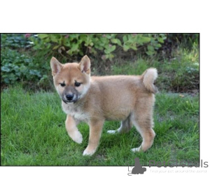 Foto №1. shiba - zum Verkauf in der Stadt Grunberg | 450€ | Ankündigung № 171452
