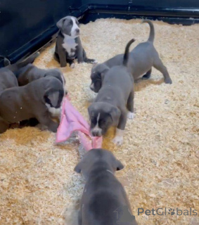 Foto №1. cane corso italiano - zum Verkauf in der Stadt Ferrol | 720€ | Ankündigung № 173350