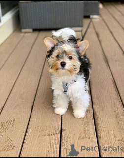 Foto №2 zu Ankündigung № 137668 zu verkaufen yorkshire terrier - einkaufen Deutschland züchter