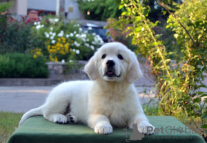 Foto №4. Ich werde verkaufen golden retriever in der Stadt Zaporizhia. vom kindergarten - preis - verhandelt