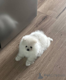 Foto №1. pommersche spitz - zum Verkauf in der Stadt Dresden | 550€ | Ankündigung № 157585