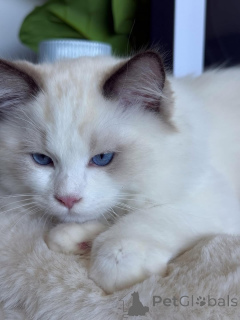 Foto №1. ragdoll-katze - zum Verkauf in der Stadt Larochett | verhandelt | Ankündigung № 157128
