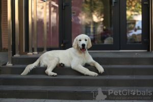 Foto №3. Golden Retriever-Welpe. Ukraine