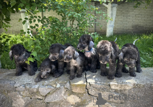 Foto №2 zu Ankündigung № 51223 zu verkaufen bedlington terrier - einkaufen Ukraine züchter