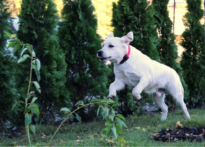 Foto №3. Fawn Boy Labrador Retriever. Russische Föderation