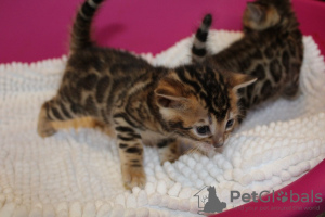 Foto №3. Selbsterzogene Bengalkatzen-Kätzchen stehen zum Verkauf. USA