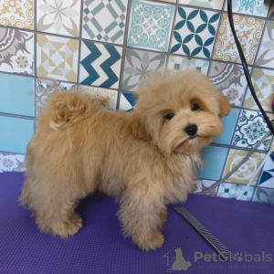 Foto №1. maltipu - zum Verkauf in der Stadt Sotschi | 1617€ | Ankündigung № 140765