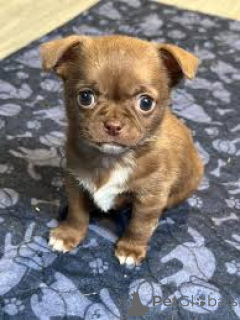 Foto №1. chihuahua - zum Verkauf in der Stadt Brüssel | 700€ | Ankündigung № 162611