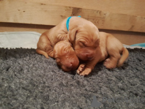 Foto №1. foxterrier - zum Verkauf in der Stadt Дортмунд | 1200€ | Ankündigung № 132766