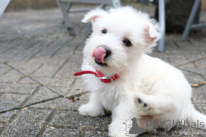 Foto №4. Ich werde verkaufen west highland white terrier in der Stadt Kvistofta. quotient 	ankündigung, züchter - preis - 600€
