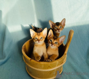 Foto №1. abessinierkatze - zum Verkauf in der Stadt Berlin | 400€ | Ankündigung № 135382