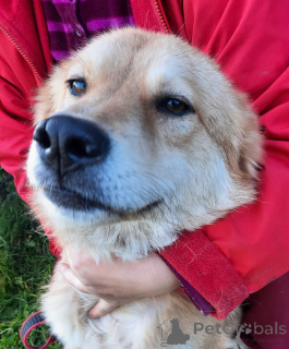 Foto №3. Verspielter Hund mit Palmenschwanz. Russische Föderation