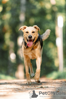 Zusätzliche Fotos: Der wundervolle Hund Denver ist in guten Händen.