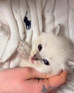 Foto №1. ragdoll-katze - zum Verkauf in der Stadt Alavus | verhandelt | Ankündigung № 155403