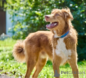 Zusätzliche Fotos: Der wunderschöne Hund Rom sucht eine Familie.