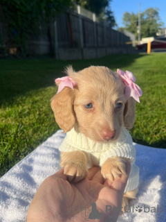 Foto №1. dackel - zum Verkauf in der Stadt Düsseldorf | verhandelt | Ankündigung № 155816