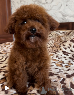 Foto №2 zu Ankündigung № 155618 zu verkaufen mischlingshund - einkaufen Ukraine quotient 	ankündigung, vom kindergarten, züchter