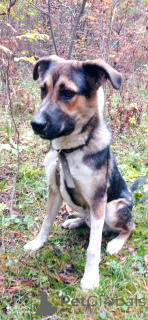 Foto №1. mischlingshund - zum Verkauf in der Stadt Moskwa | Frei | Ankündigung № 155102