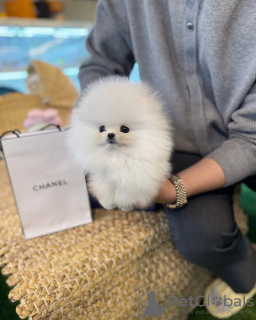 Foto №3. Toilette ausgebildete Pommerianer. Belgien