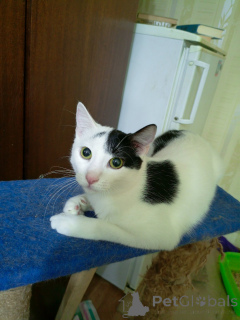 Foto №1.  - zum Verkauf in der Stadt Minsk | Frei | Ankündigung № 162452