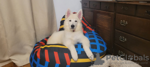 Foto №4. Ich werde verkaufen berger blanc suisse in der Stadt Sibiu. züchter - preis - verhandelt