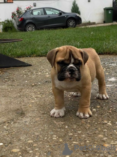 Zusätzliche Fotos: Englische Bulldogge