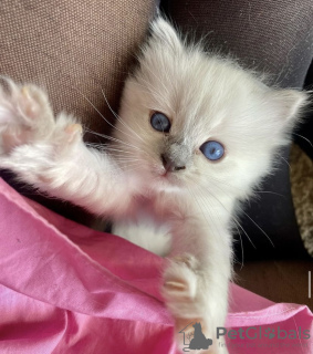 Foto №4. Ich werde verkaufen ragdoll-katze in der Stadt Гамбург. quotient 	ankündigung, züchter - preis - 284€