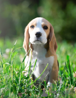 Foto №1. beagle - zum Verkauf in der Stadt Querfurt | 400€ | Ankündigung № 103664