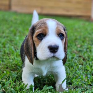 Zusätzliche Fotos: Wunderschöne dreifarbige Beagle-Welpen.