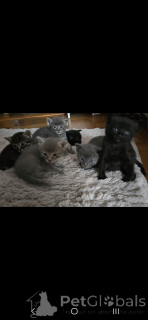 Foto №3. Mi Siamese Mi Persian Kätzchen. Schweiz