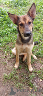 Foto №2 zu Ankündigung № 146140 zu verkaufen mischlingshund - einkaufen Russische Föderation 