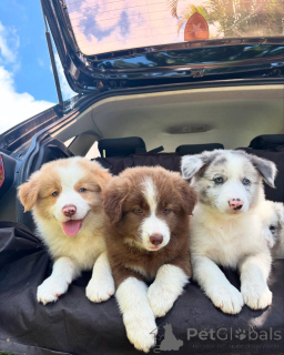 Foto №2 zu Ankündigung № 159497 zu verkaufen border collie - einkaufen Deutschland züchter