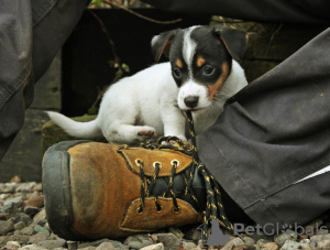 Foto №3. Reinrassige Jack Russell-Welpen mit Stammbaum im Miniaturformat. Deutschland