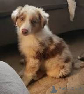 Foto №2 zu Ankündigung № 169382 zu verkaufen australian shepherd - einkaufen Finnland quotient 	ankündigung, züchter